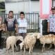 Dinas Pertanian Salurkan Bantuan Ternak, Warga Terdampak Bencana di Pulosari Mulai Bangkit