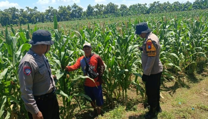 Dukung Ketahanan Pangan, Polsek Balongbendo bersama Petani Optimalkan Tanaman Jagung
