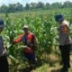 Dukung Ketahanan Pangan, Polsek Balongbendo bersama Petani Optimalkan Tanaman Jagung