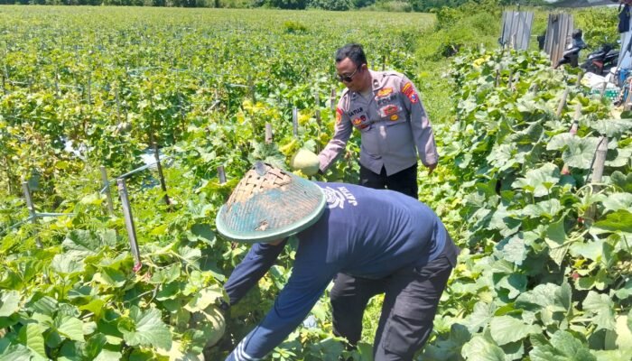 Polresta Sidoarjo Dorong Swasembada Pangan, Lahan Melon di Prambon Siap Panen