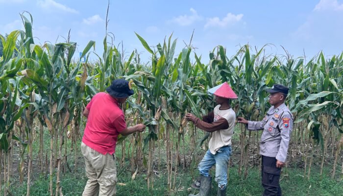 Polsek Prambon Cek Kondisi Lahan Jagung di Desa Bulang