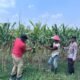 Polsek Prambon Cek Kondisi Lahan Jagung di Desa Bulang