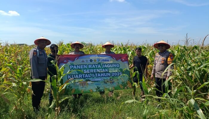 Polsek Balongbendo Panen Raya Jagung Bersama Petani, Perkuat Ketahanan Pangan Nasional