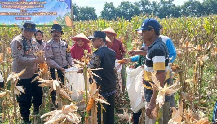 Polsek Balongbendo Panen Raya Jagung Serentak Kuartal II 2026 