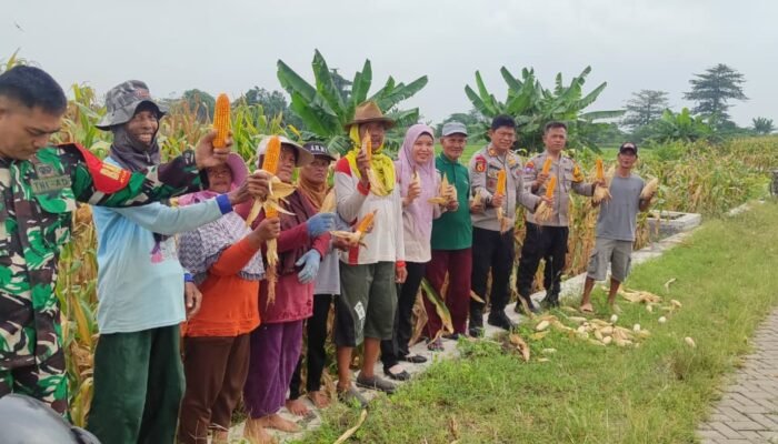 Polsek Tanggulangin Dukung Ketahanan Pangan, Panen Raya Jagung di Desa Randegan