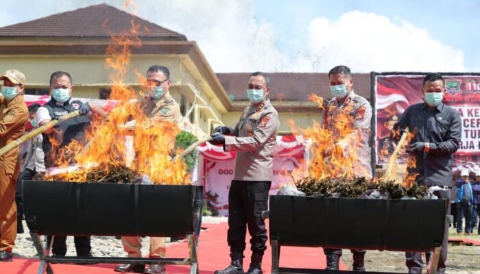 Polda Sumsel Musnahkan 200 Kg Ganja Senilai Rp500 Juta di Empat Lawang