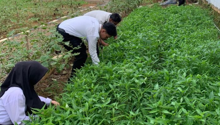Pegawai dan Peserta Magang Rutan Kelas I Palembang Panen Terong dan Kangkung