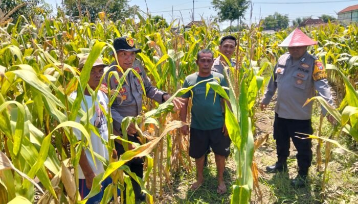 Dukung Swasembada Pangan, Polsek Prambon Terus Dampingi Petani
