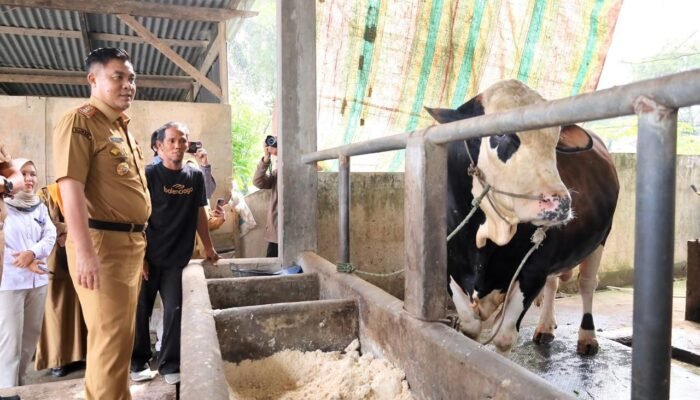 Jelang Iduladha, Pemkot Palembang Pastikan Stok Pangan Aman dan Hewan Kurban Sehat