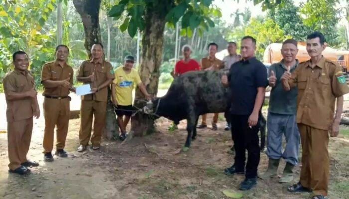 Sapi Kurban Wali Kota Prabumulih Diterima Warga Jungai