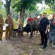 Sapi Kurban Wali Kota Prabumulih Diterima Warga Jungai
