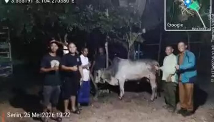 Kades Rambang Senuking Terima Sapi Kurban dari Wali Kota Arlan