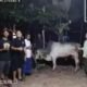 Kades Rambang Senuking Terima Sapi Kurban dari Wali Kota Arlan