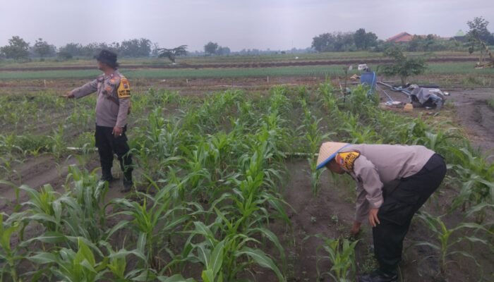 Kanit Binmas Polsek Krembung Rawat Jagung Hibrida Dukung Swasembada Pangan