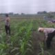 Kanit Binmas Polsek Krembung Rawat Jagung Hibrida Dukung Swasembada Pangan