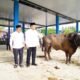 Bupati Muba Tinjau Penyembelihan Kurban di Sungai Angit, Dua Sapi Limosin Diserahkan untuk Warga