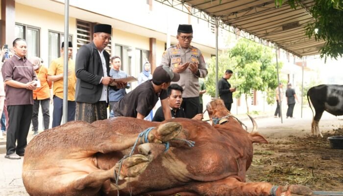 Polresta Sidoarjo Salurkan 100 Hewan Kurban di Idul Adha 1447 Hijriyah