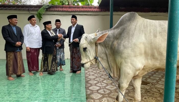 Bupati Subandi Serahkan Sapi Kurban 800 Kg ke Masjid Agung Sidoarjo, Distribusi Daging Hingga Jabon