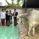 Bupati Subandi Serahkan Sapi Kurban 800 Kg ke Masjid Agung Sidoarjo, Distribusi Daging Hingga Jabon