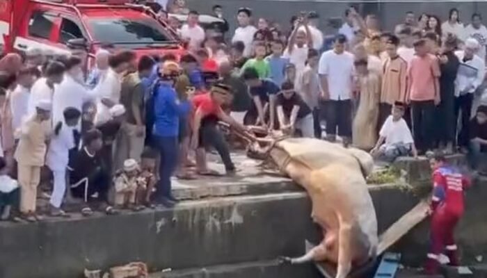 Heboh! Sapi Qurban Seberat 700 Kg di Palembang ‘Nyebur’ ke Sungai