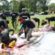 Pertamina Patra Niaga Regional Sumbagsel Salurkan 56 Sapi dan 29 Kambing pada Iduladha 1447 H