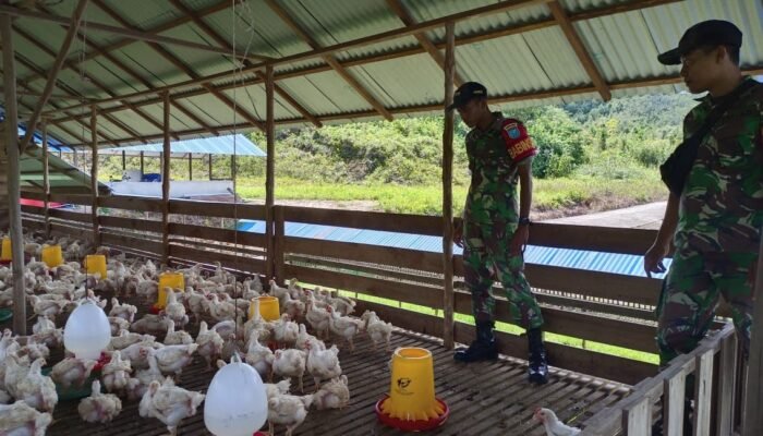 Babinsa Kodim 1206 Putussibau Kompak Dukung Ketahanan Pangan: Dari Kandang Ayam Badau sampai Panen Cabai Puring Kencana