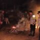Arena Sabung Ayam Kalis Bening Dibongkar-Bakar Aparat Gabungan: Komitmen Polsek Kalis Berantas Judi Sampai Akar
