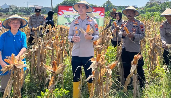Polsek Taman Dukung Ketahanan Pangan, Panen Jagung Serentak Kuartal I 2026 di Lahan Lingkar Mas 