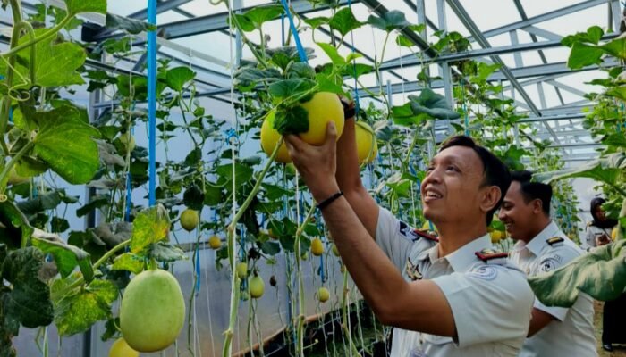 Wujud Pembinaan Produktif, Rutan Kelas I Palembang Panen Melon SAE
