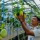 Wujud Pembinaan Produktif, Rutan Kelas I Palembang Panen Melon SAE
