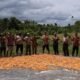 Dukung Ketahanan Pangan, Polsek Bomberay Panen Jagung bersama Masyarakat di Distrik Tomage