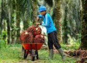 Sektor Perkebunan Belum Maksimal, DPRD Sumsel Dorong Tambah Anggaran Pengawasan