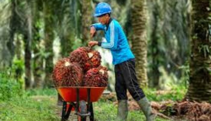 Sektor Perkebunan Belum Maksimal, DPRD Sumsel Dorong Tambah Anggaran Pengawasan