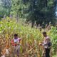 Sinergi Polri dan Petani, Kelompok Tani Wurkendik Fakfak Barat Berhasil Panen Jagung Hibrida