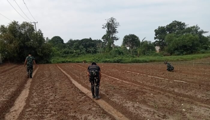 TMMD ke 129 Kodim 0418/Palembang Siapkan Lahan Budidaya Pertanian
