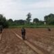 TMMD ke 129 Kodim 0418/Palembang Siapkan Lahan Budidaya Pertanian