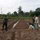Warga Sambut Gembira Pemanfaatan Lahan Pertanian TMMD ke-129
