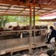 Polisi Police Line Lubang Tambang dan Tromol Pengolahan Emas di Gorontalo Utara