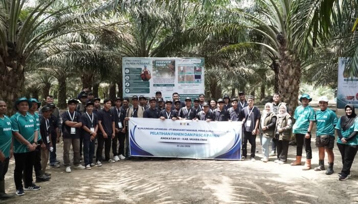 Panen Sesuai Standar Jadi Kunci Produktivitas, 133 Pekebun Sawit Muara Enim Ikut Pelatihan