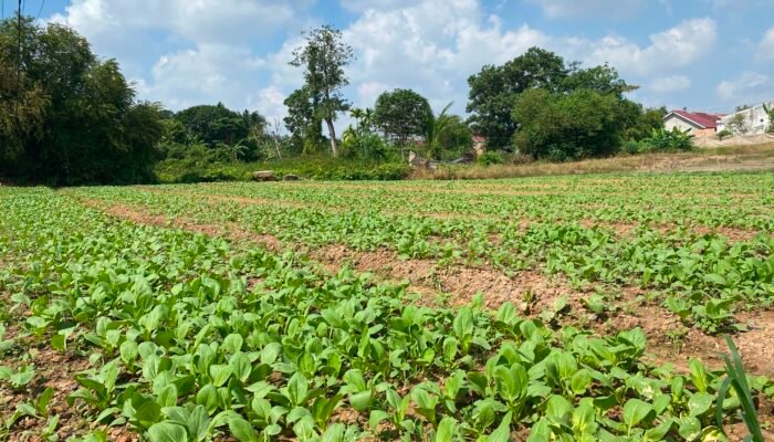 Satgas TMMD Ke-129 Kodim 0418/Palembang Kembangkan Lahan Ketahanan Pangan Terpadu