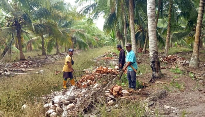 Sudah Dua Bulan Dilaporkan, Kasus Pencurian Kelapa di Air Saleh Masih Berulang Bikin Resah Warga