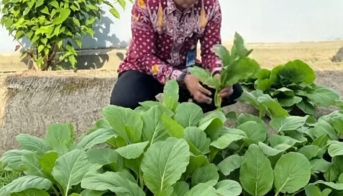 Ketahanan Pangan di Balik Jeruji: Rutan Putussibau Buktikan WBP Bisa Produktif dan Mandiri