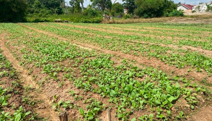 Satgas Kodim 0418/Palembang Kembangkan Ketahanan Pangan Terpadu di Talang Jambe