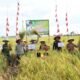 Kabupaten Tulungagung Tetap Swasembada Pangan, Produksi Padi Surplus untuk Dukung Daerah Lain