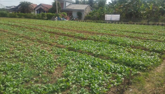 Dukung Program Pemerintah, Satgas TMMD Rutin Siram Tanaman