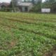 Dukung Program Pemerintah, Satgas TMMD Rutin Siram Tanaman