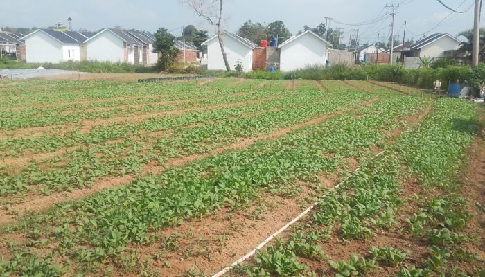 Satgas TMMD Rutin Siram Tanaman Sawi dan Pakcoy Dukung Swasembada Pangan