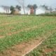 Satgas Kodim 0418/Palembang Kembangkan Ketahanan Pangan Terpadu di Talang Jambe