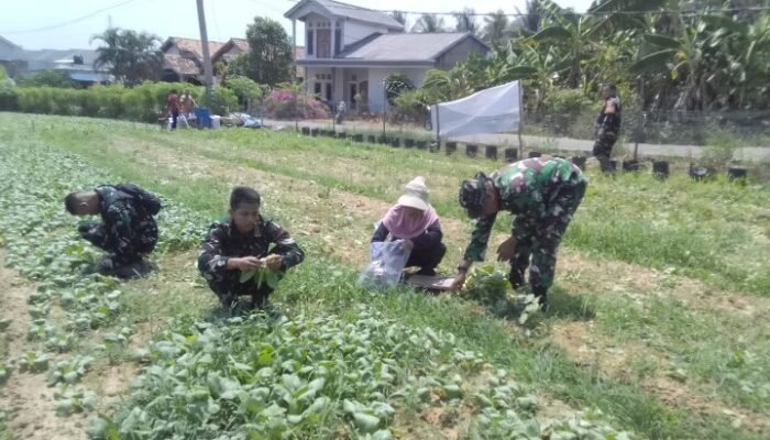 Satgas TMMD ke-129 Bersama Warga Panen Sawi