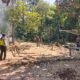 Berkedok Adat, Tetap Kami Ratakan!  Gelanggang Sabung Ayam di Sungai Mali Dibakar Polsek Silat Hilir